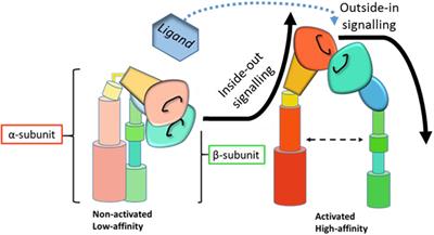 β2 Integrins As Regulators of Dendritic Cell, Monocyte, and Macrophage Function